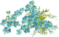 nefelejcs_5