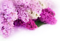 orgona_134