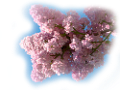 orgona_135