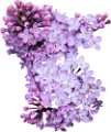 orgona_14