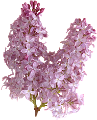 orgona_149