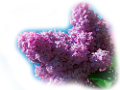 orgona_156