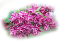orgona_157