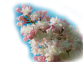 orgona_158