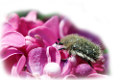 orgona_166