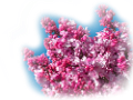 orgona_169