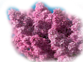 orgona_170
