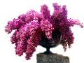 orgona_175