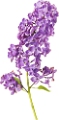orgona_20