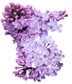 orgona_30