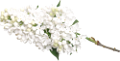 orgona_43
