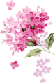 orgona_50