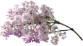 orgona_52