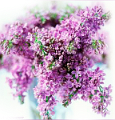 orgona_66