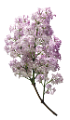 orgona_68