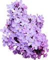 orgona_69