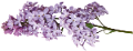 orgona_70