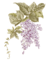 orgona_81