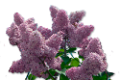 orgona_89