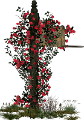 petúnia_4
