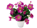 petúnia_7