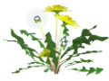 pigypang_1