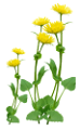 pigypang_3