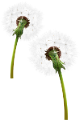 pigypang_5
