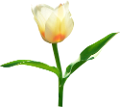 tulipán_146