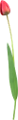 tulipán_154
