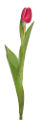 tulipán_155