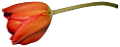 tulipán_170