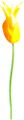 tulipán_173