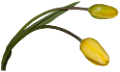 tulipán_177