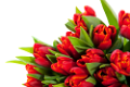 tulipán_184