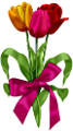 tulipán_204