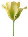 tulipán_205
