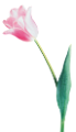 tulipán_207