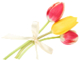tulipán_209