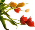 tulipán_210