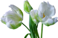 tulipán_212