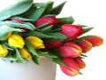 tulipán_217