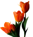 tulipán_218