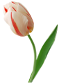tulipán_219