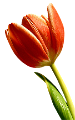 tulipán_220