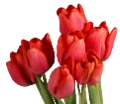 tulipán_221