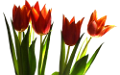 tulipán_222