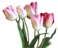 tulipán_223