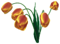 tulipán_224