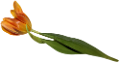 tulipán_225